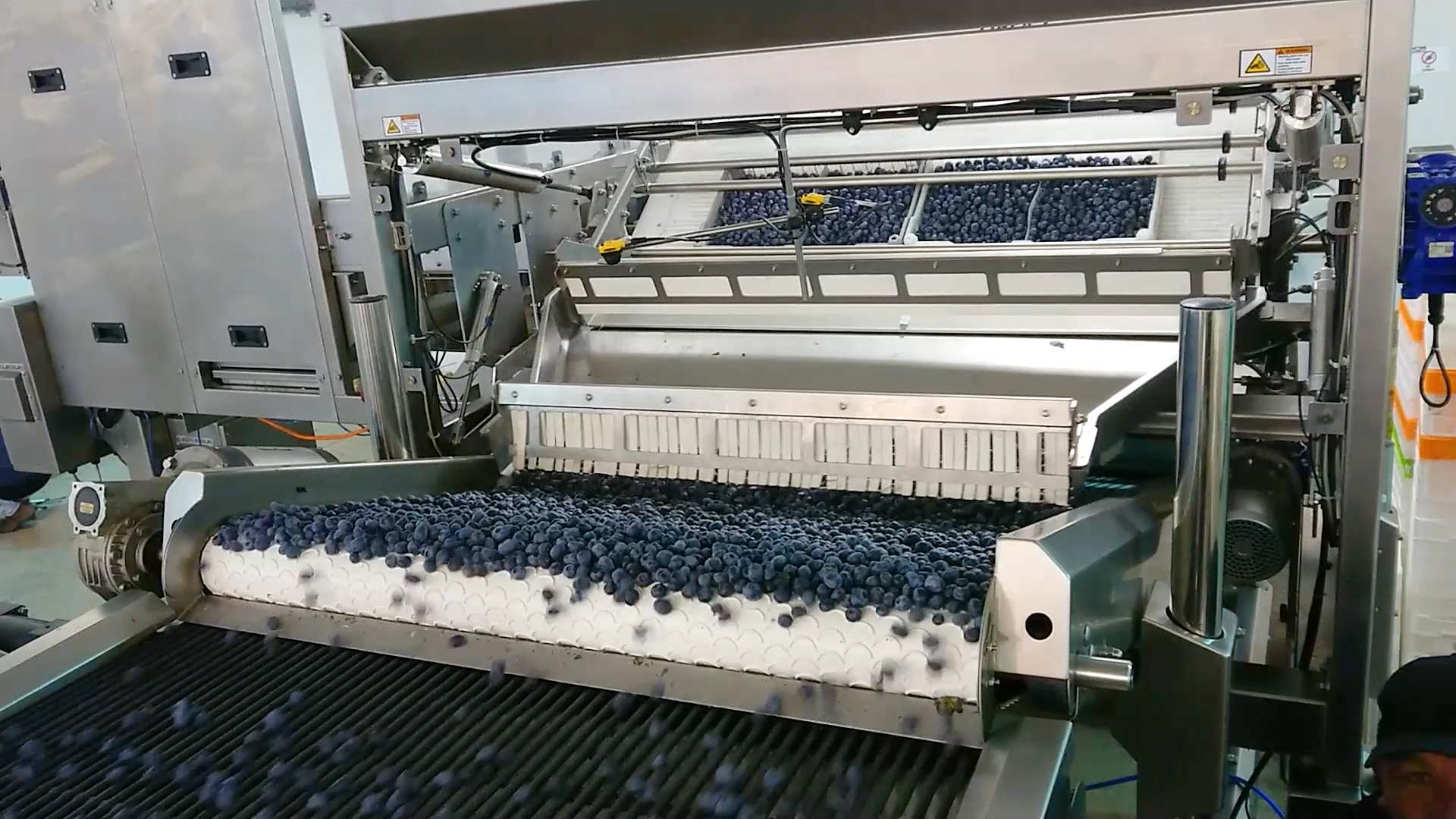 NEW TRAY TIPPER AUTOMATES FRUIT DELIVERY INTO KATO260 BLUEBERRY SORTER
