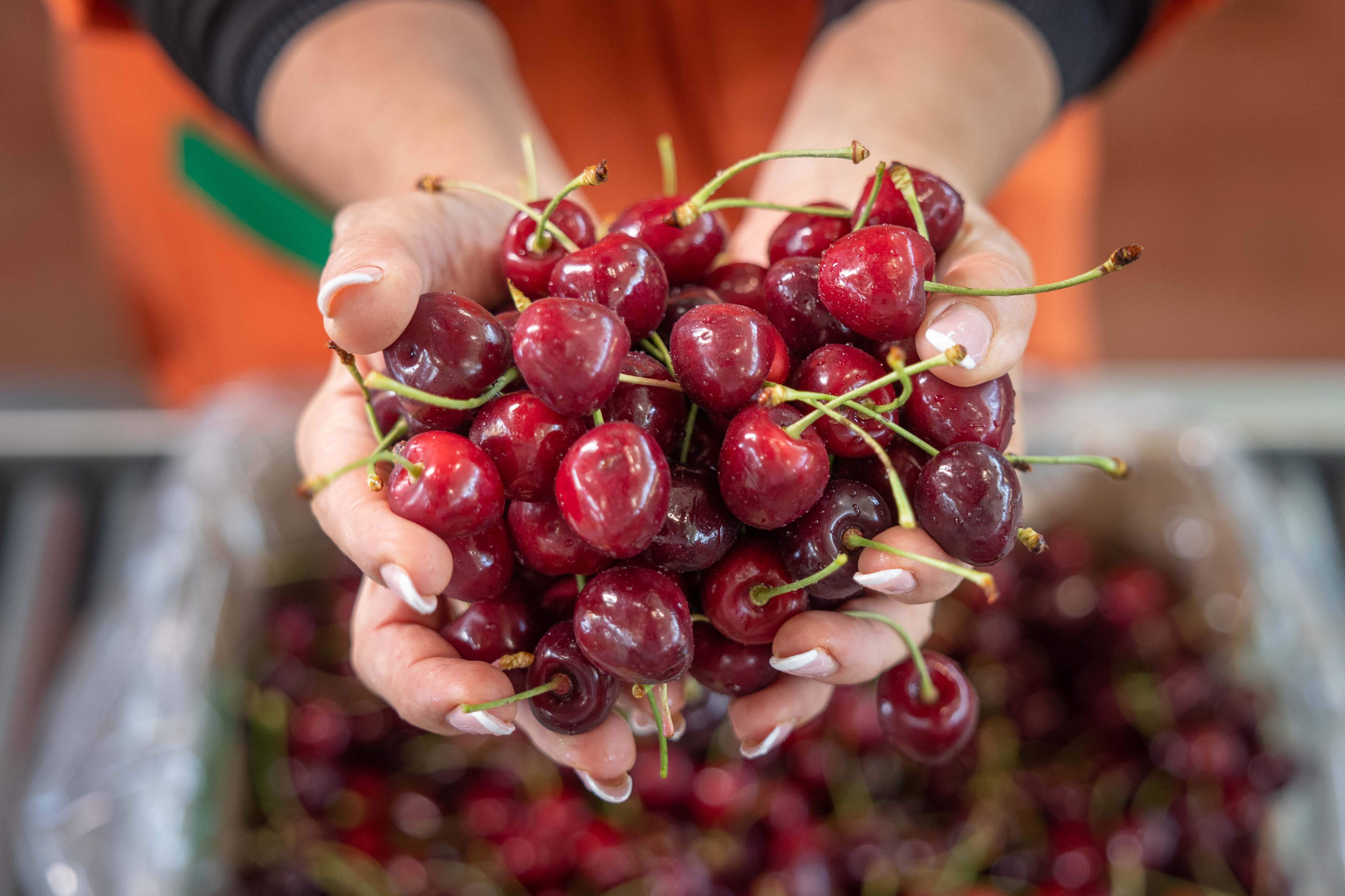 How end-to-end line solutions for cherry packhouses are improving efficiencies and profitability