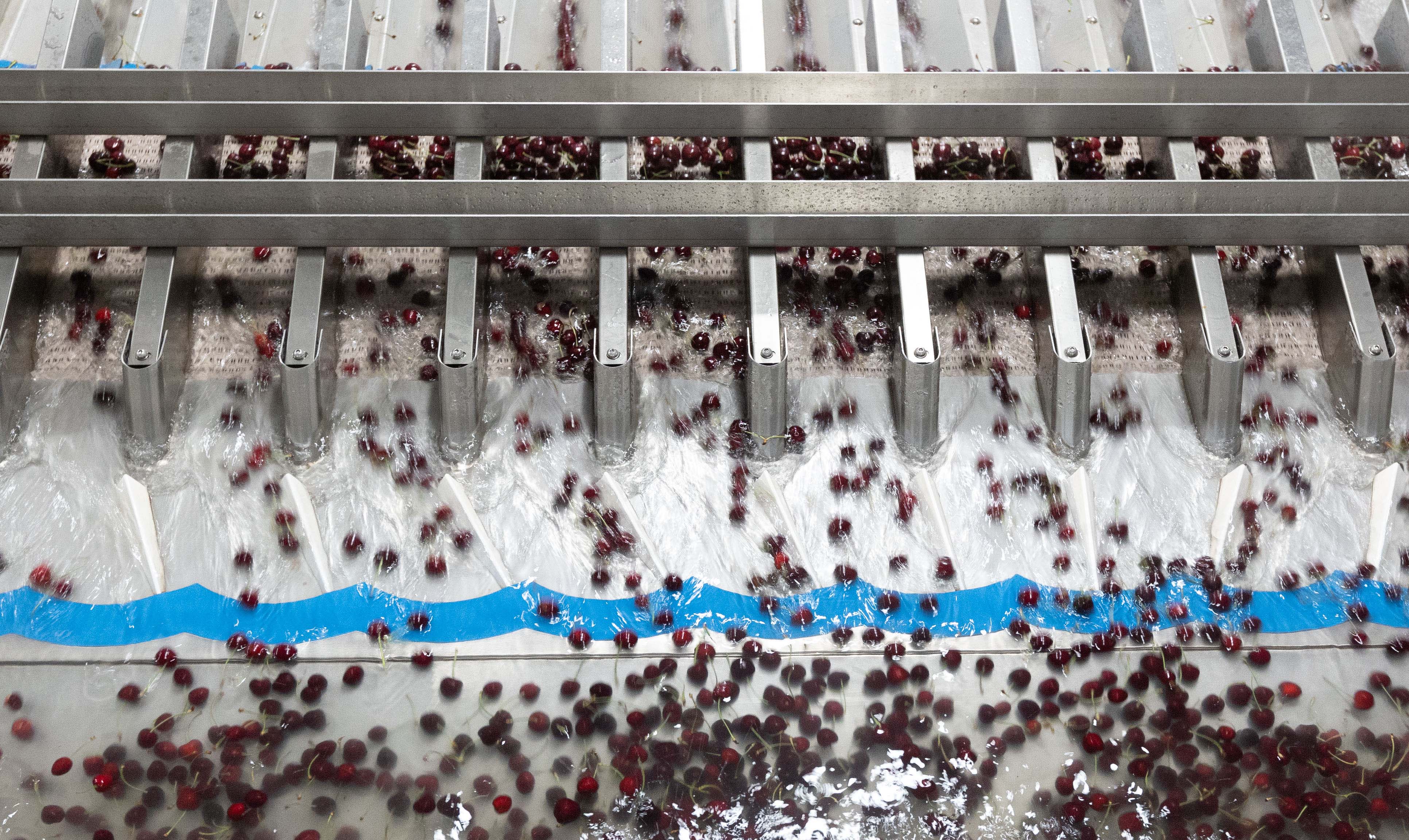 How end-to-end line solutions for cherry packhouses are improving efficiencies and profitability