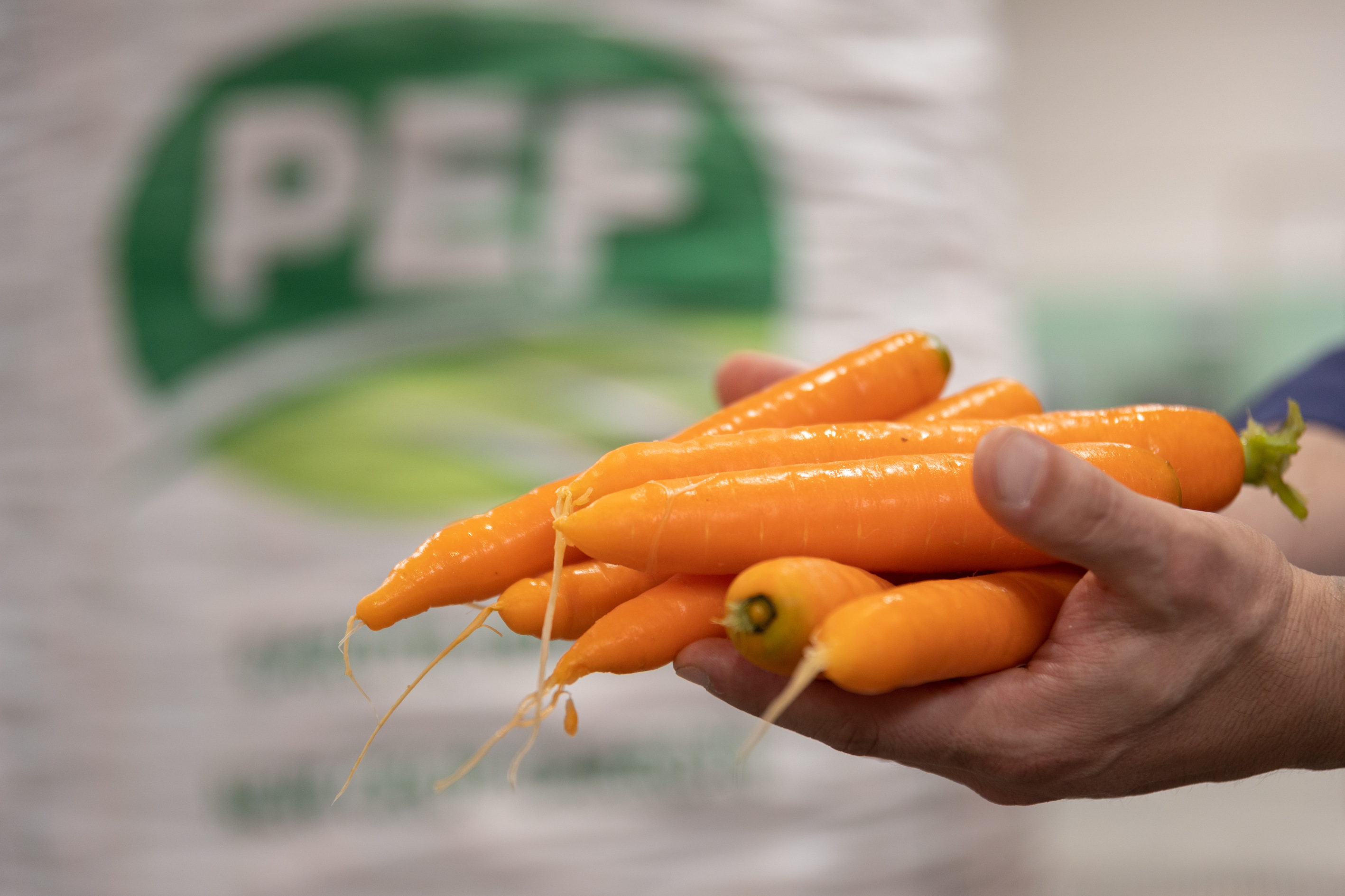 THE SELECTION OF IGP ISPICA CARROTS GOES THROUGH THE DIGITAL PLATFORM TOMRA INSIGHT