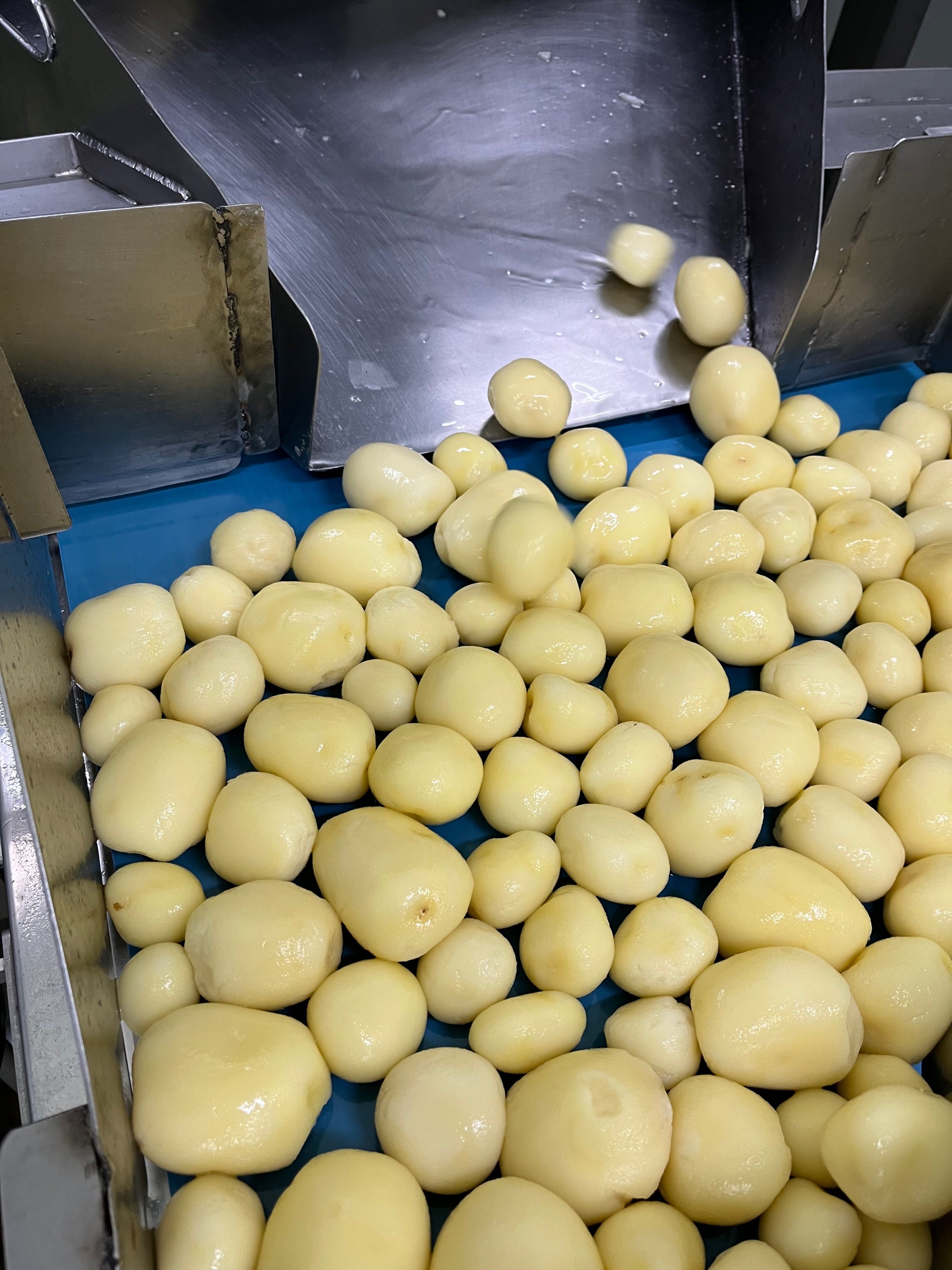 HOW THE BEST STEAM PEELERS CAN SIGNIFICANTLY REDUCE FOOD WASTE ON VEGETABLE PROCESSING LINES