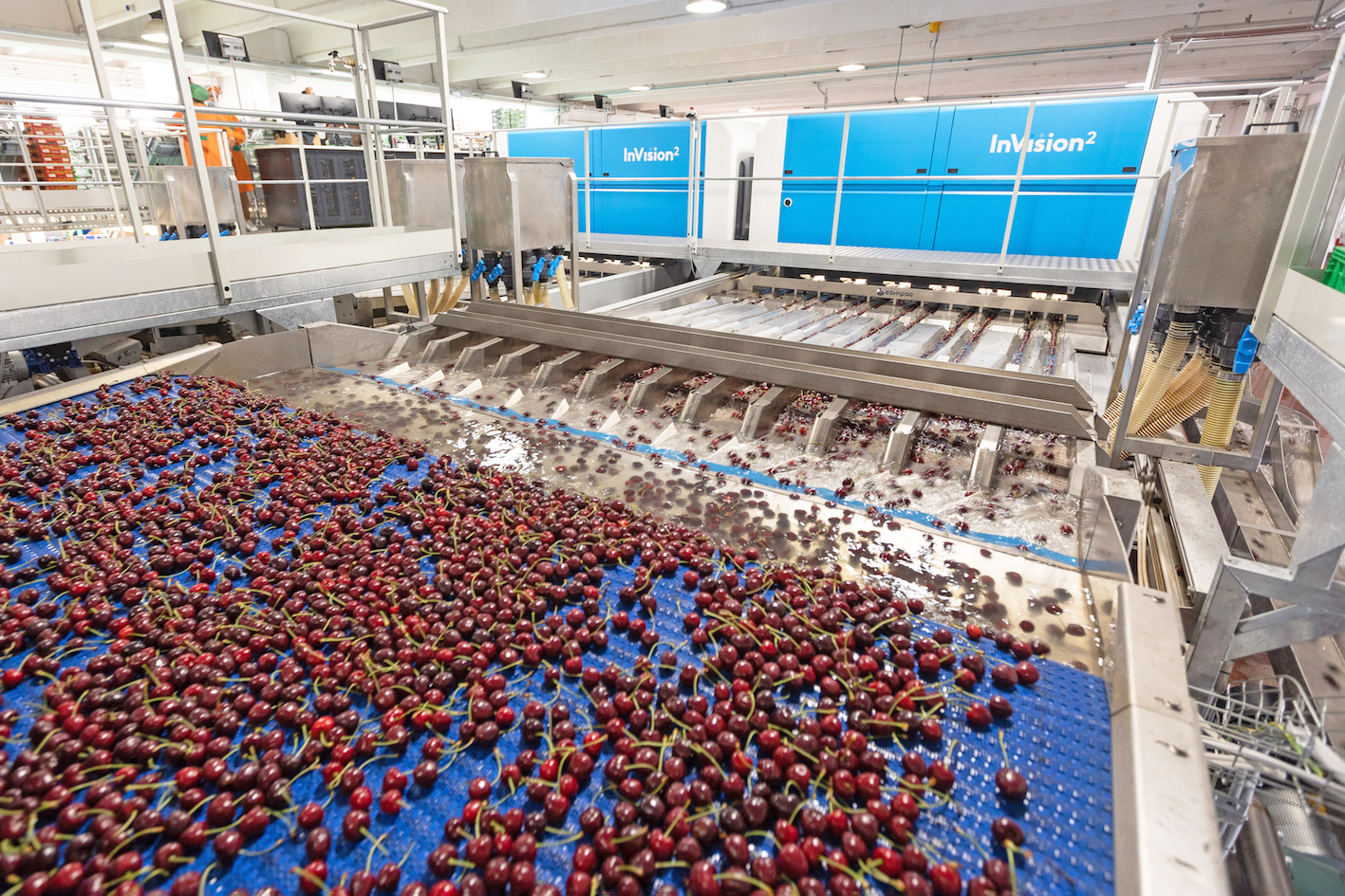 Giacovelli goes for cutting-edge electronics from TOMRA Food and Icoel for its premium cherries
