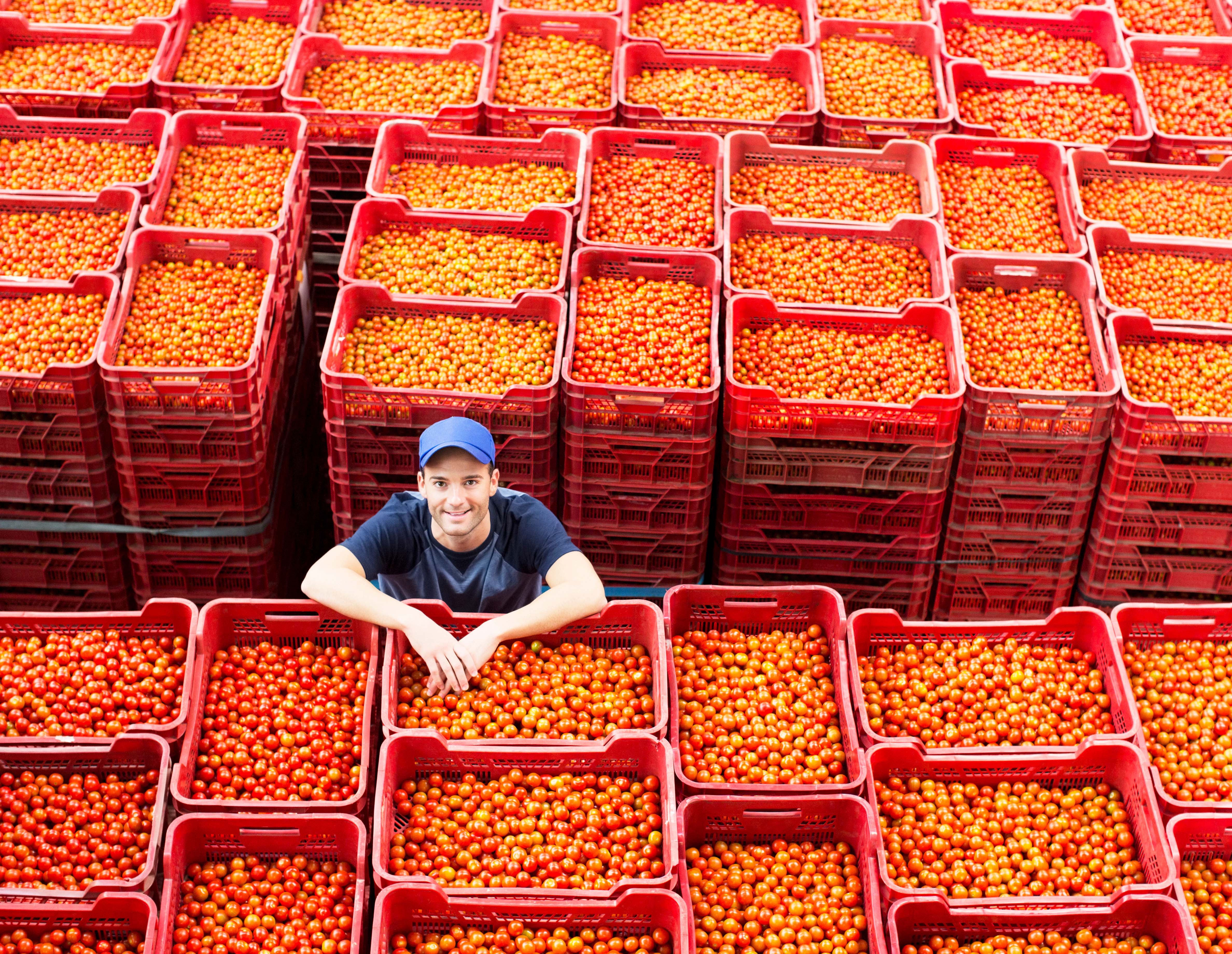 HOW MODERN SORTING, GRADING AND PACKING SOLUTIONS ARE MAKING TOMATO  PACKHOUSES MORE COMPETITIVE