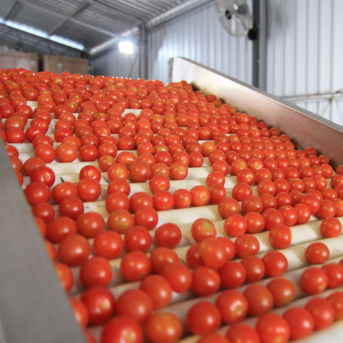 HOW MODERN SORTING, GRADING AND PACKING SOLUTIONS ARE MAKING TOMATO  PACKHOUSES MORE COMPETITIVE